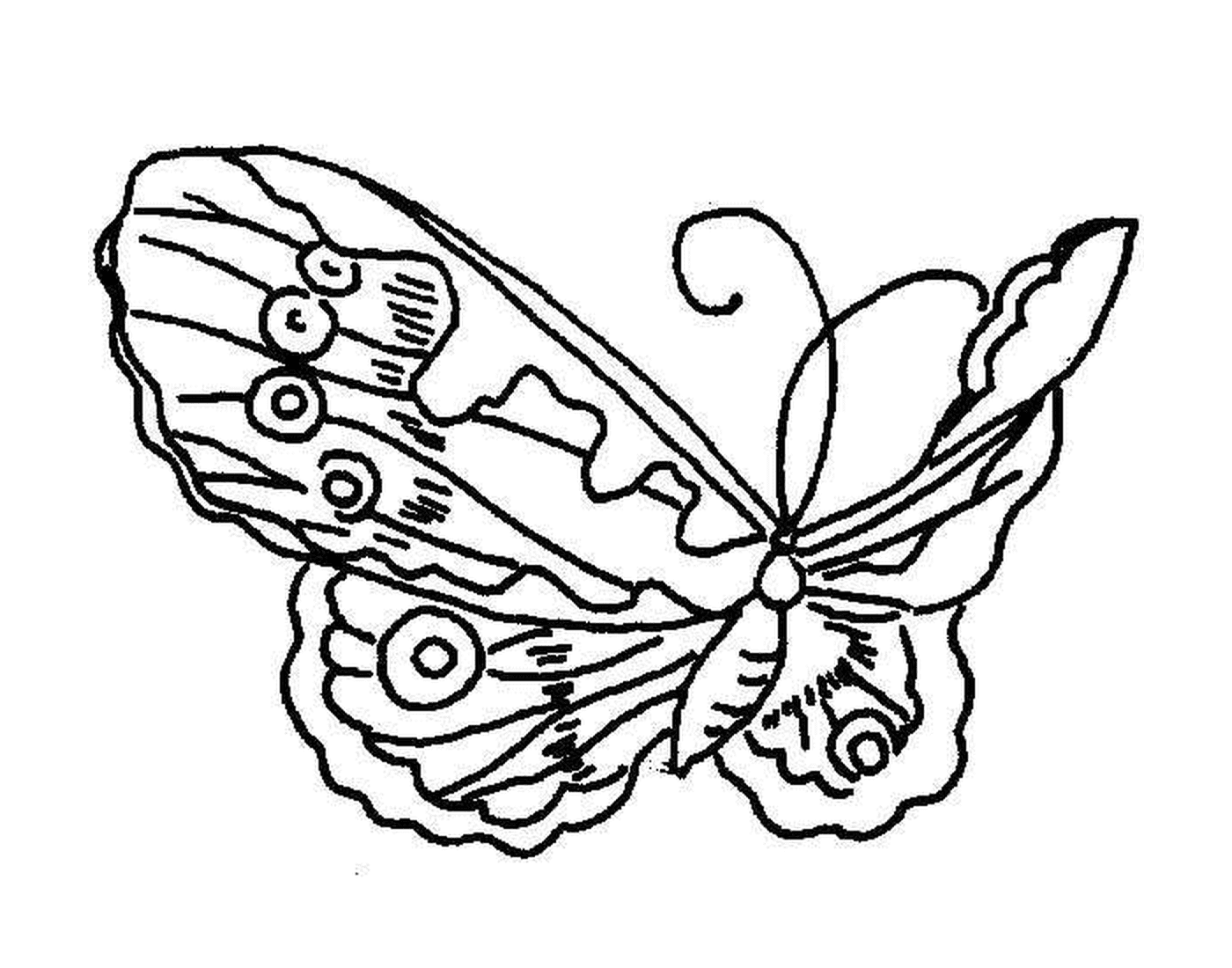   papillon élégant et délicat 