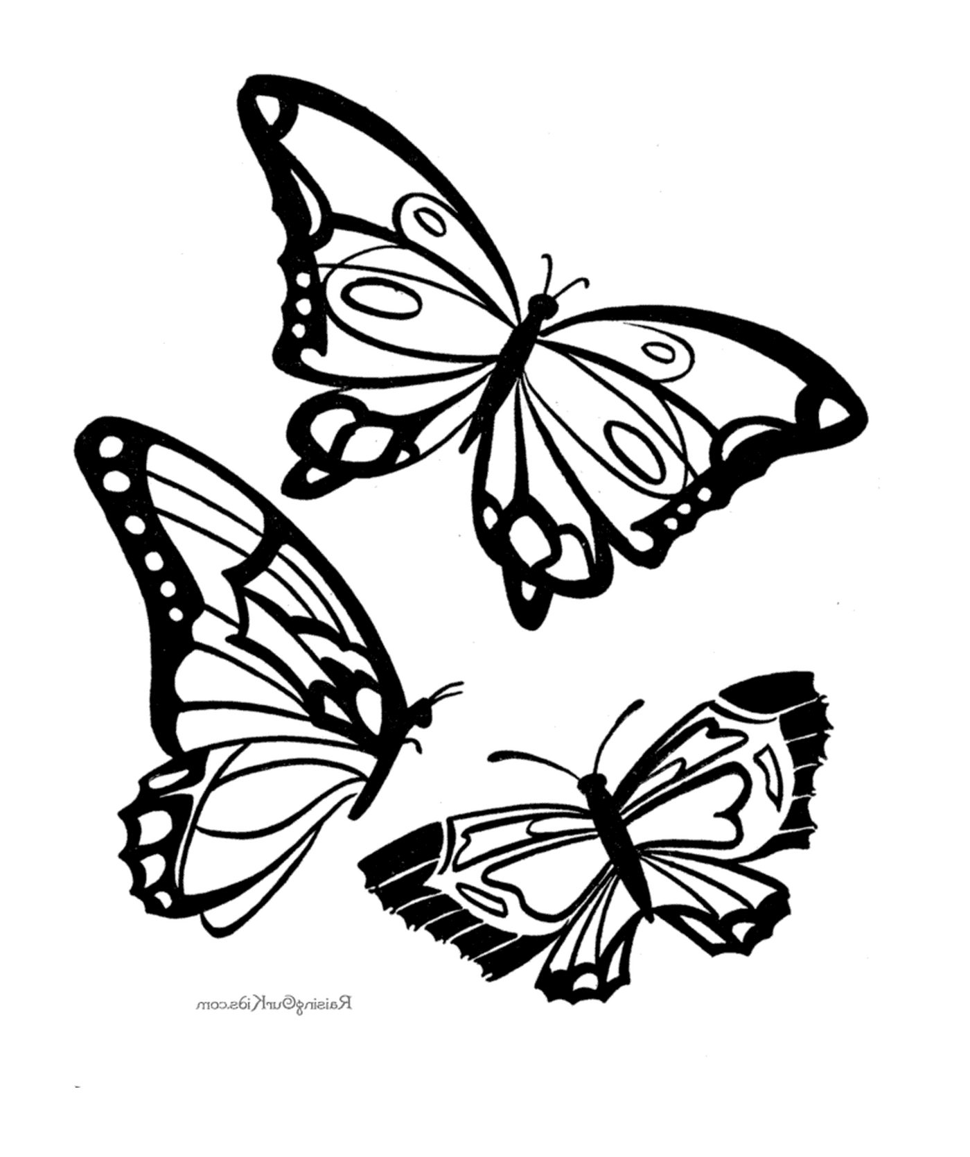   Trois dessins noir et blanc de papillon 