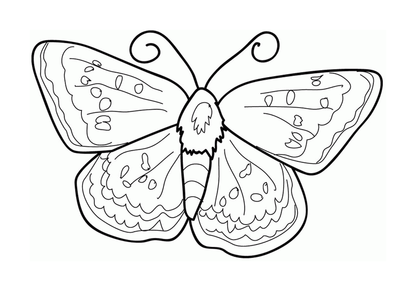   Papillon délicat posé délicatement 