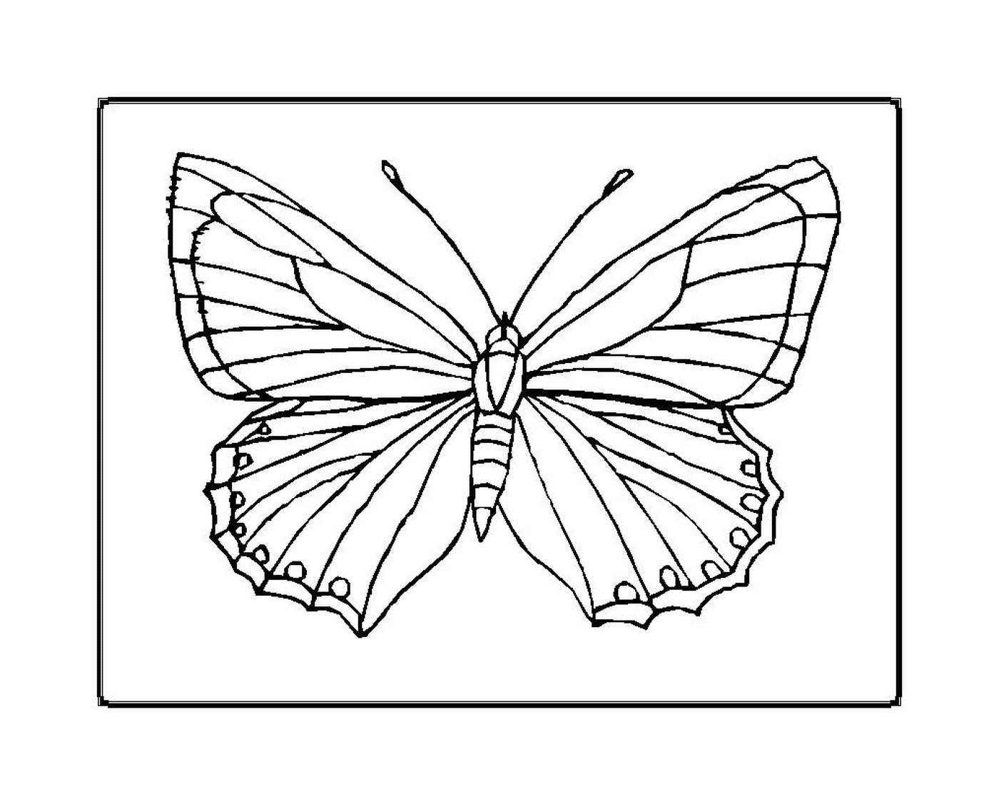   Papillon délicat aux ailes vives 