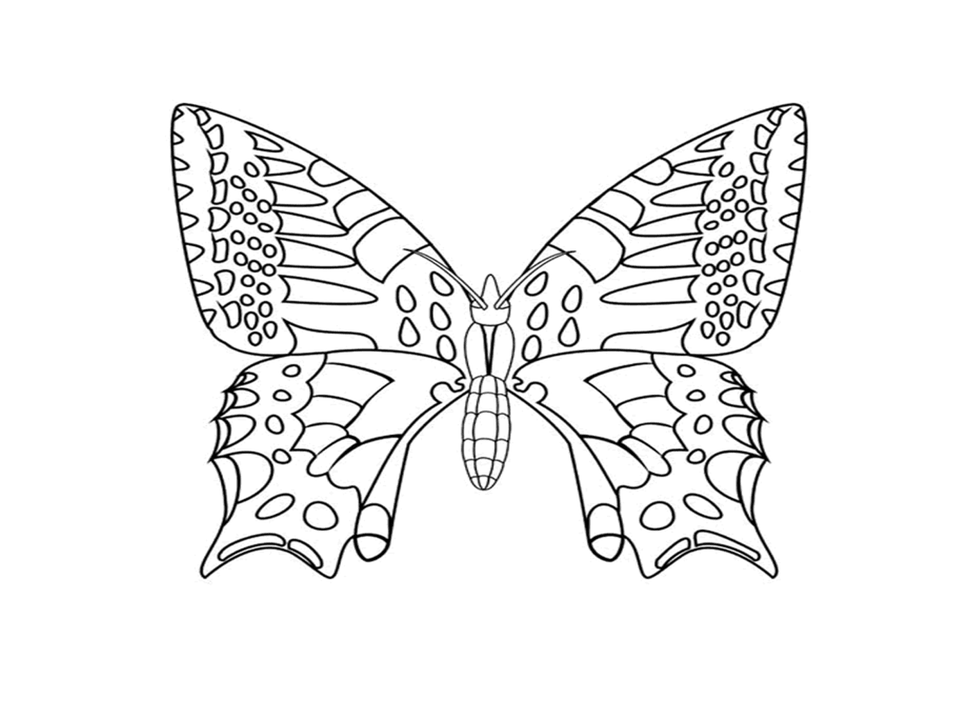   Papillon aux ailes chatoyantes 