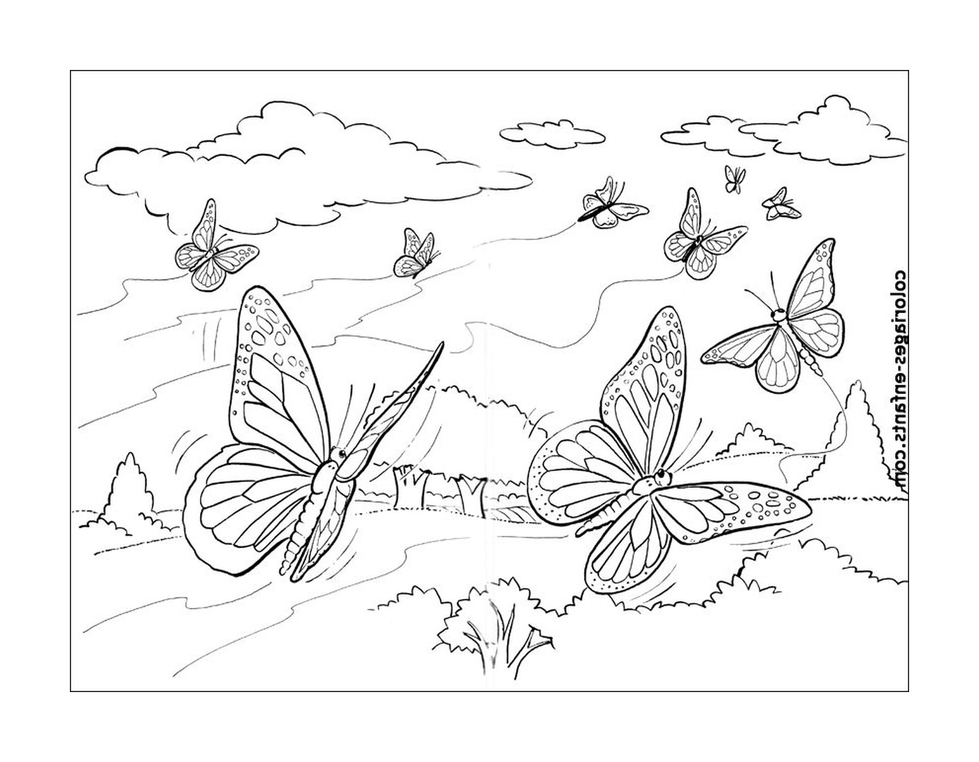   Papillons en plein vol 