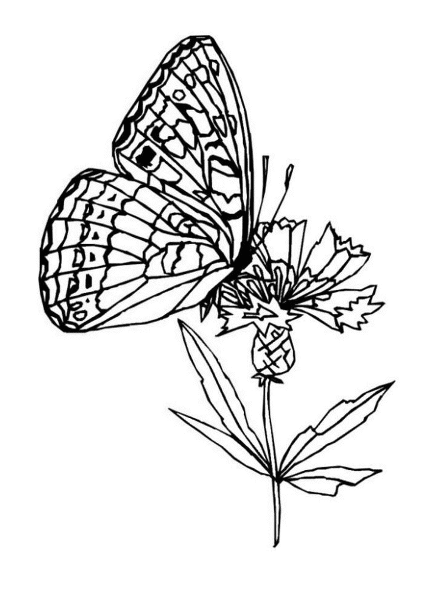   Papillon se pose sur fleur 