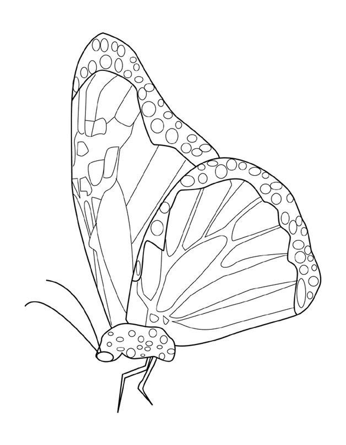   Papillon monarque majestueux vole 