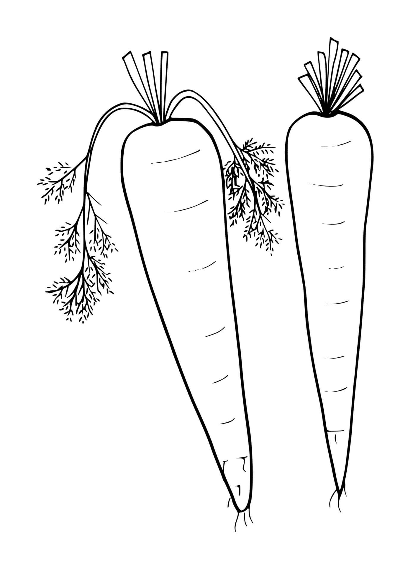   Carotte fraîche, deux carottes sur fond blanc 
