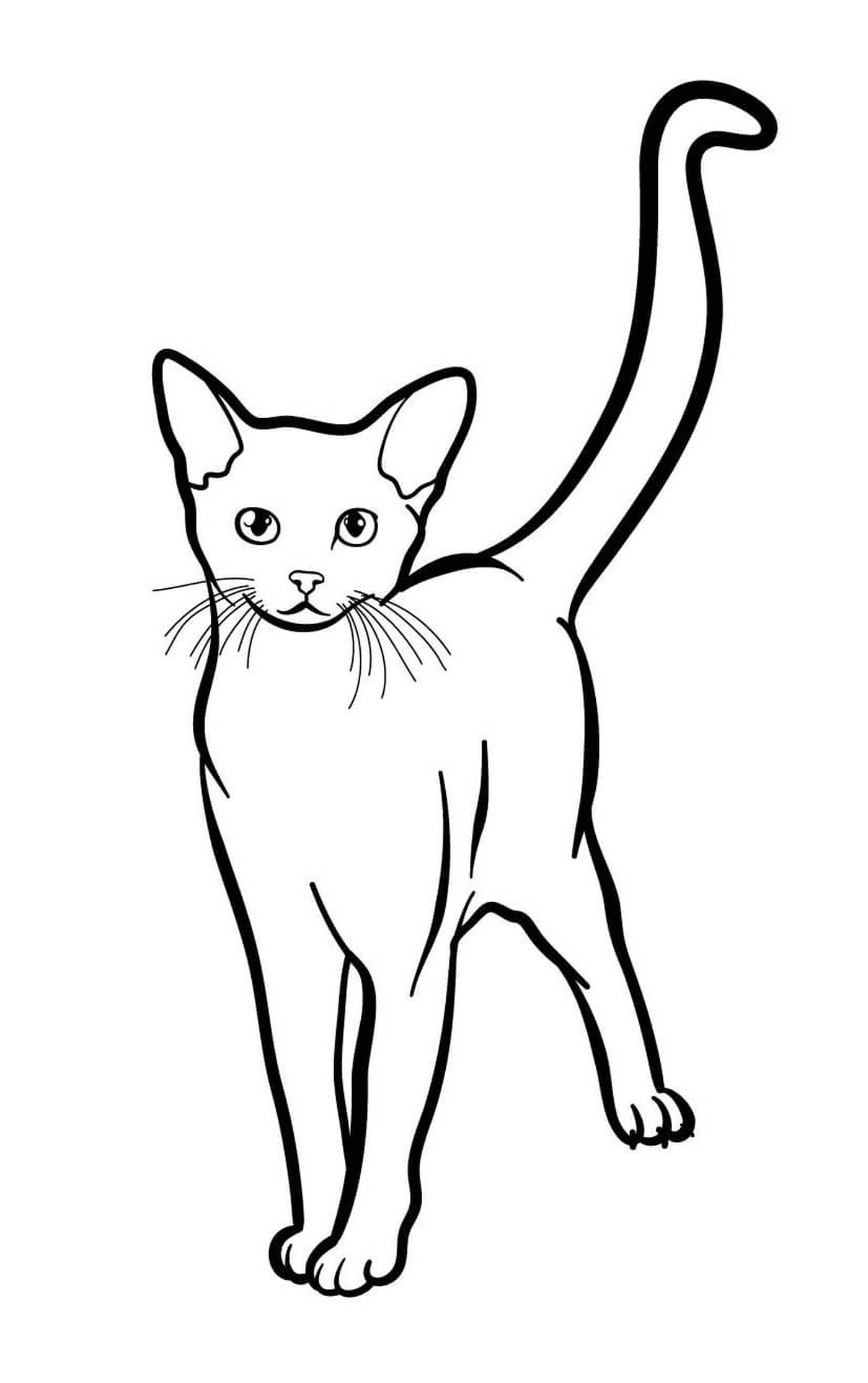   Abyssinian, le chat exotique aux yeux verts 