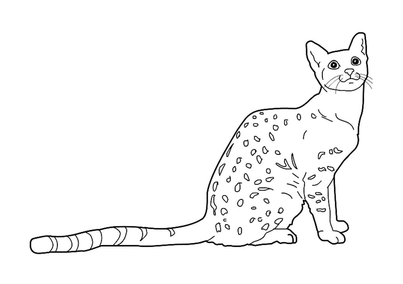   Un chat Mau égyptien 