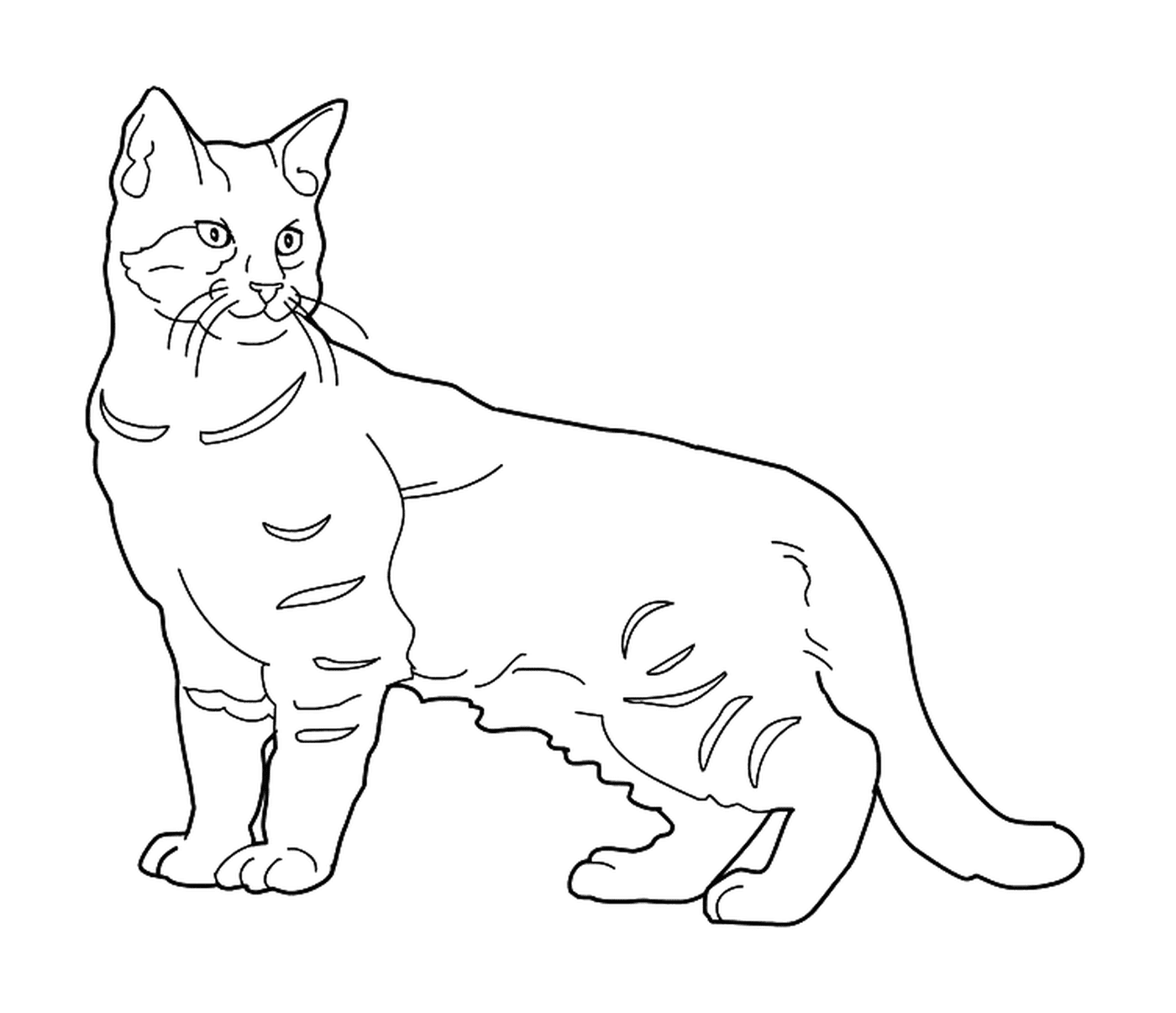   Un Pixie Bob, un chat avec une queue courte 