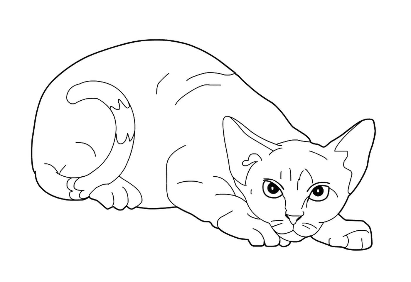   Un Devon Rex, un chat allongé 