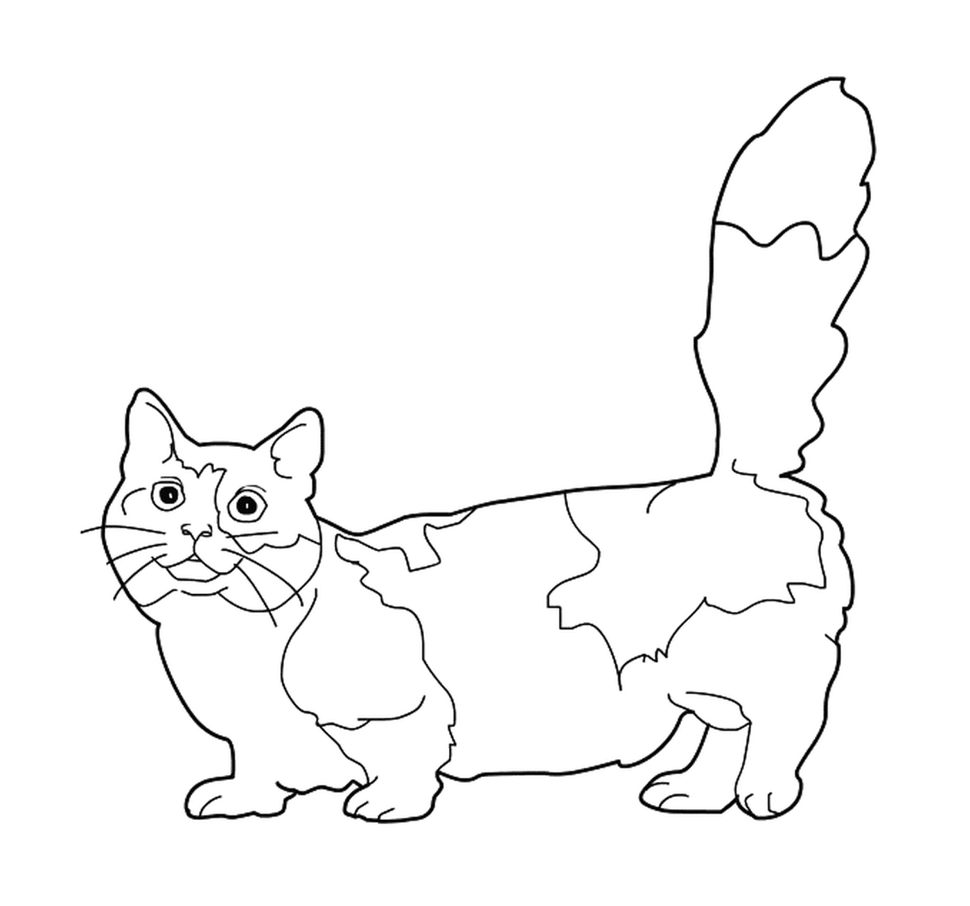   Un Munchkin, un chat avec des pattes courtes 