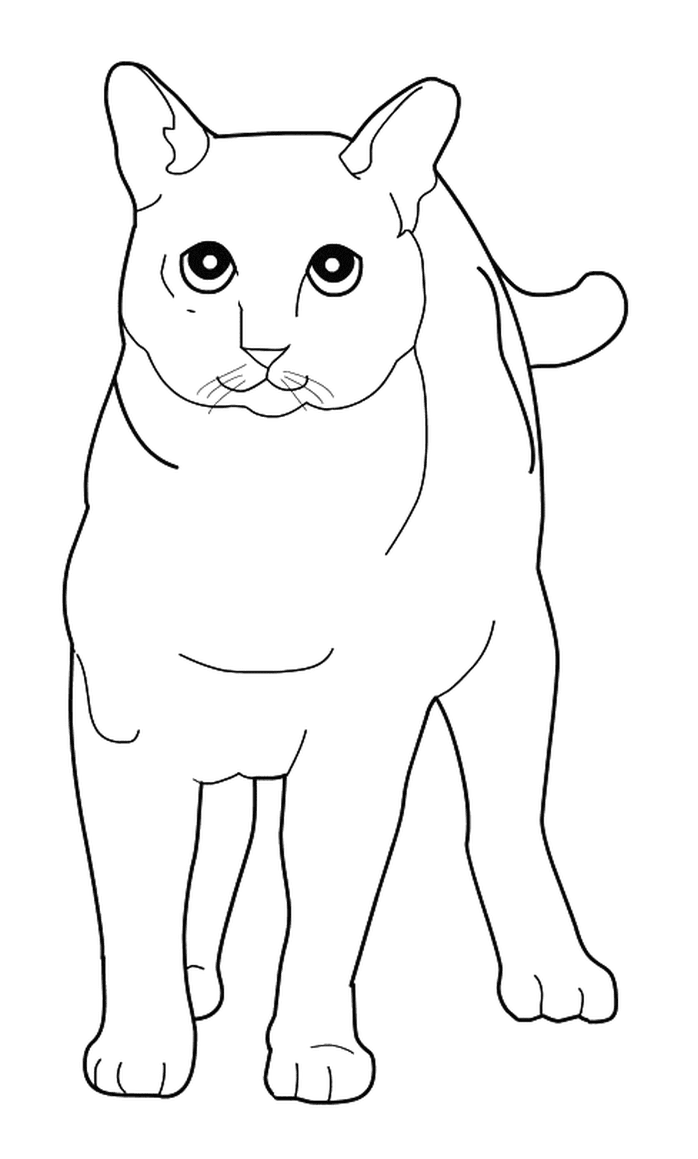   Un Tonkinois, un chat debout dans un dessin en ligne 