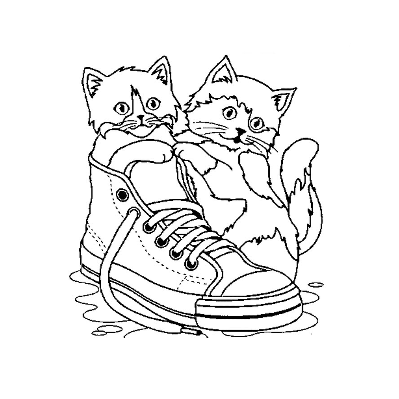   Deux chats assis sur une chaussure dans l'eau 