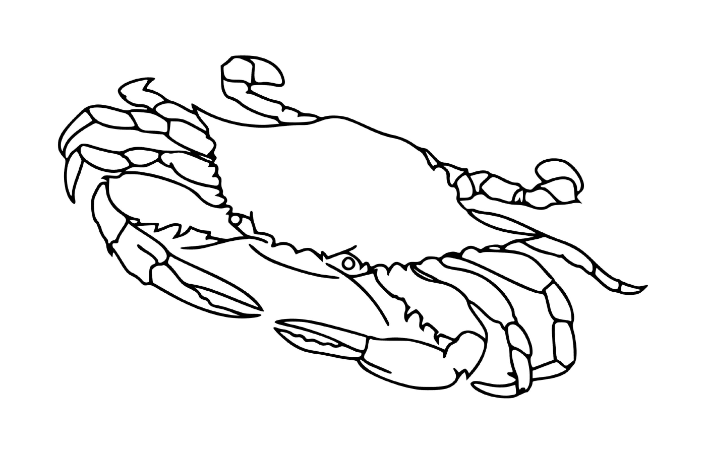   Un crabe animal marin 