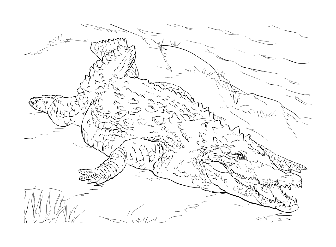  Un crocodile américain allongé dans l'herbe 