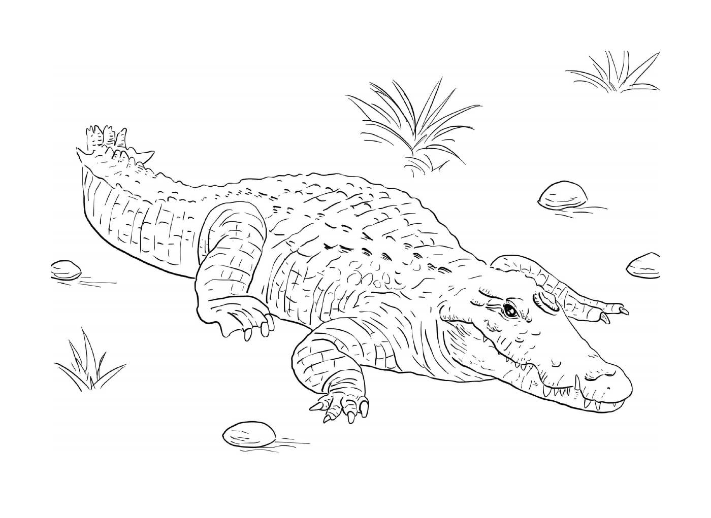   Un crocodile du Nil allongé sur le sol 