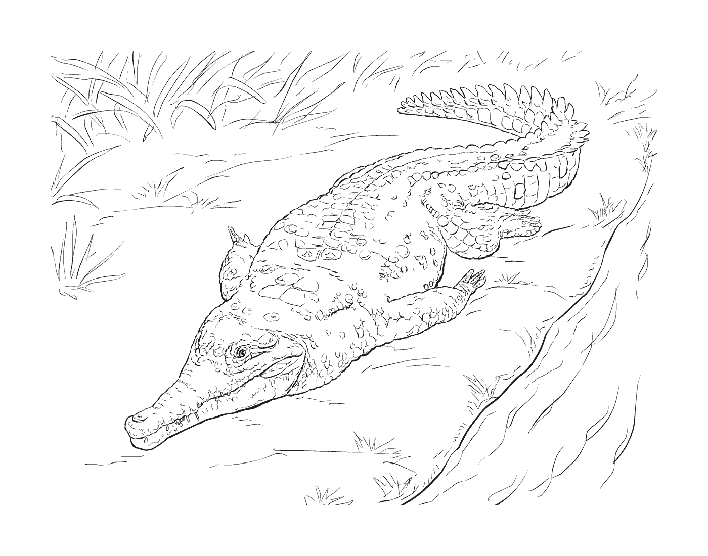   Un adulte de crocodile du Lorentz allongé sur le sol 