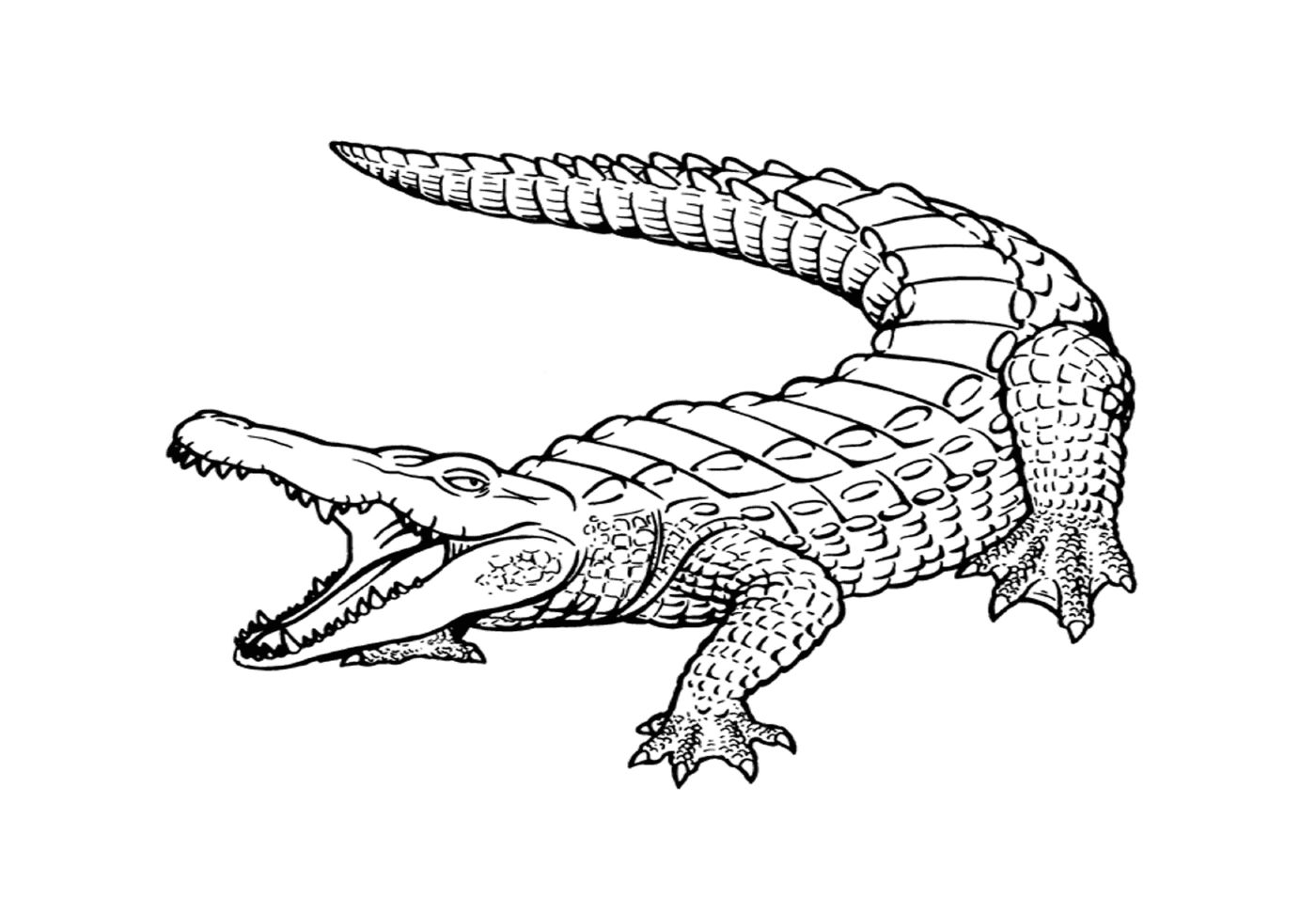   Un crocodile marin réaliste avec la gueule ouverte 