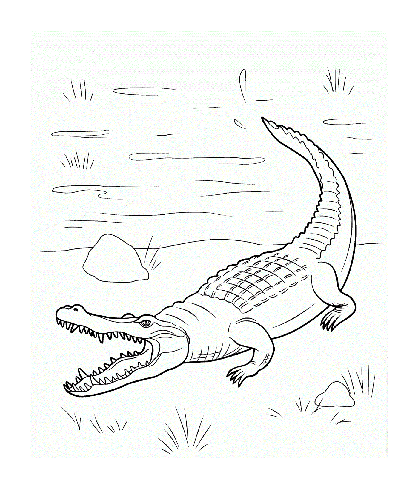   Un crocodile marin de la famille des Crocodylidae, nageant dans l'eau 