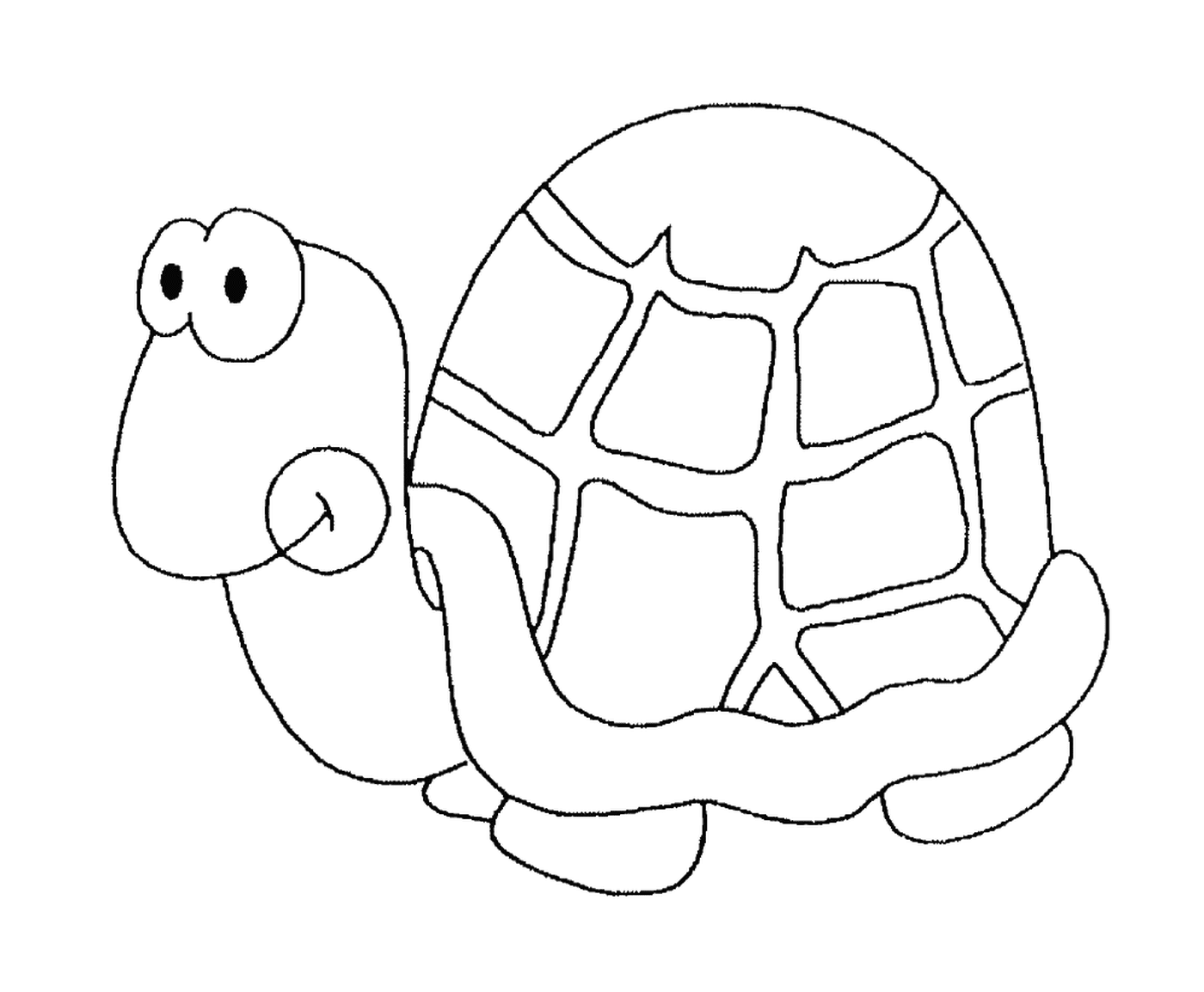   Une tortue avec une carapace ronde 