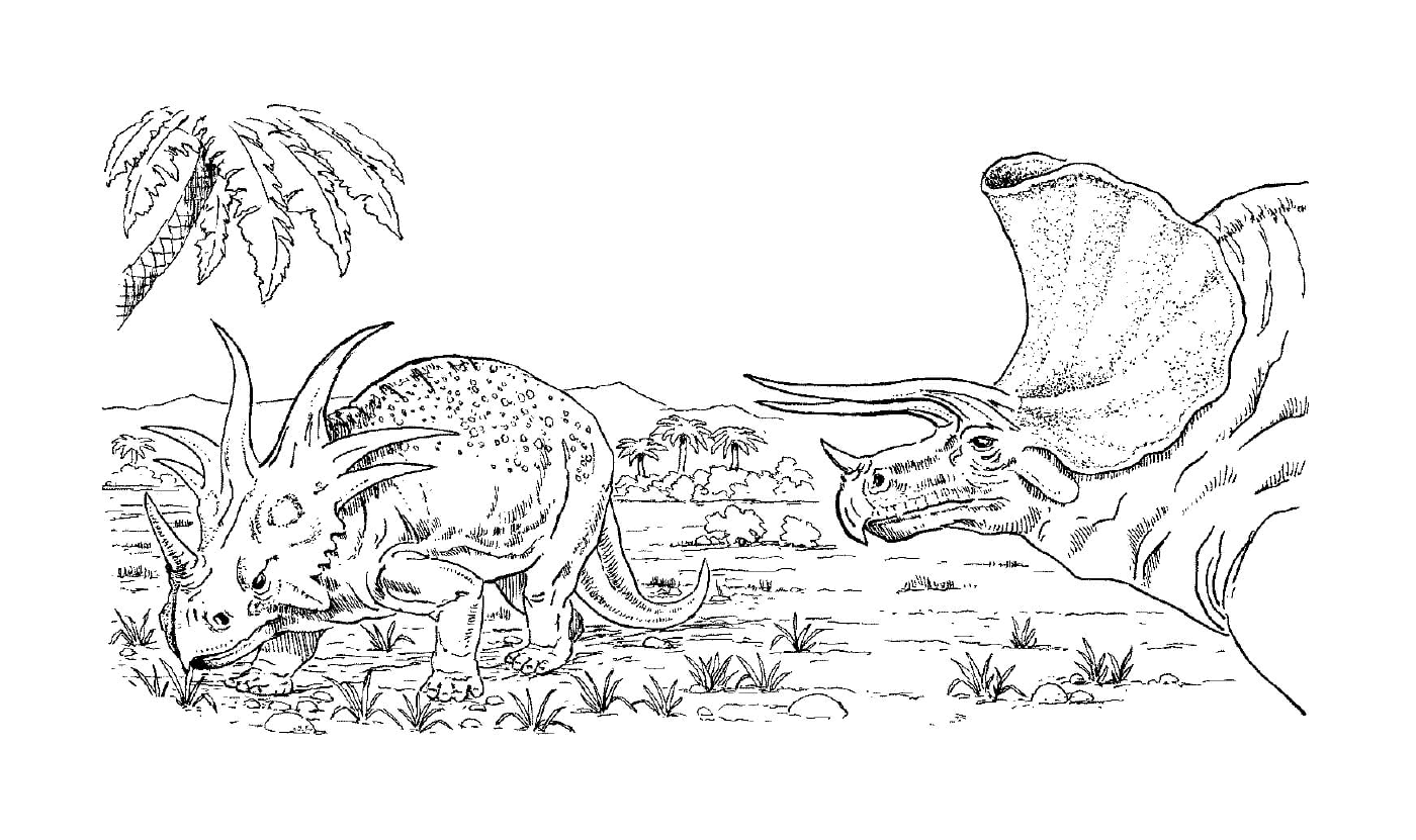  Deux tricératops herbivores dans un champ