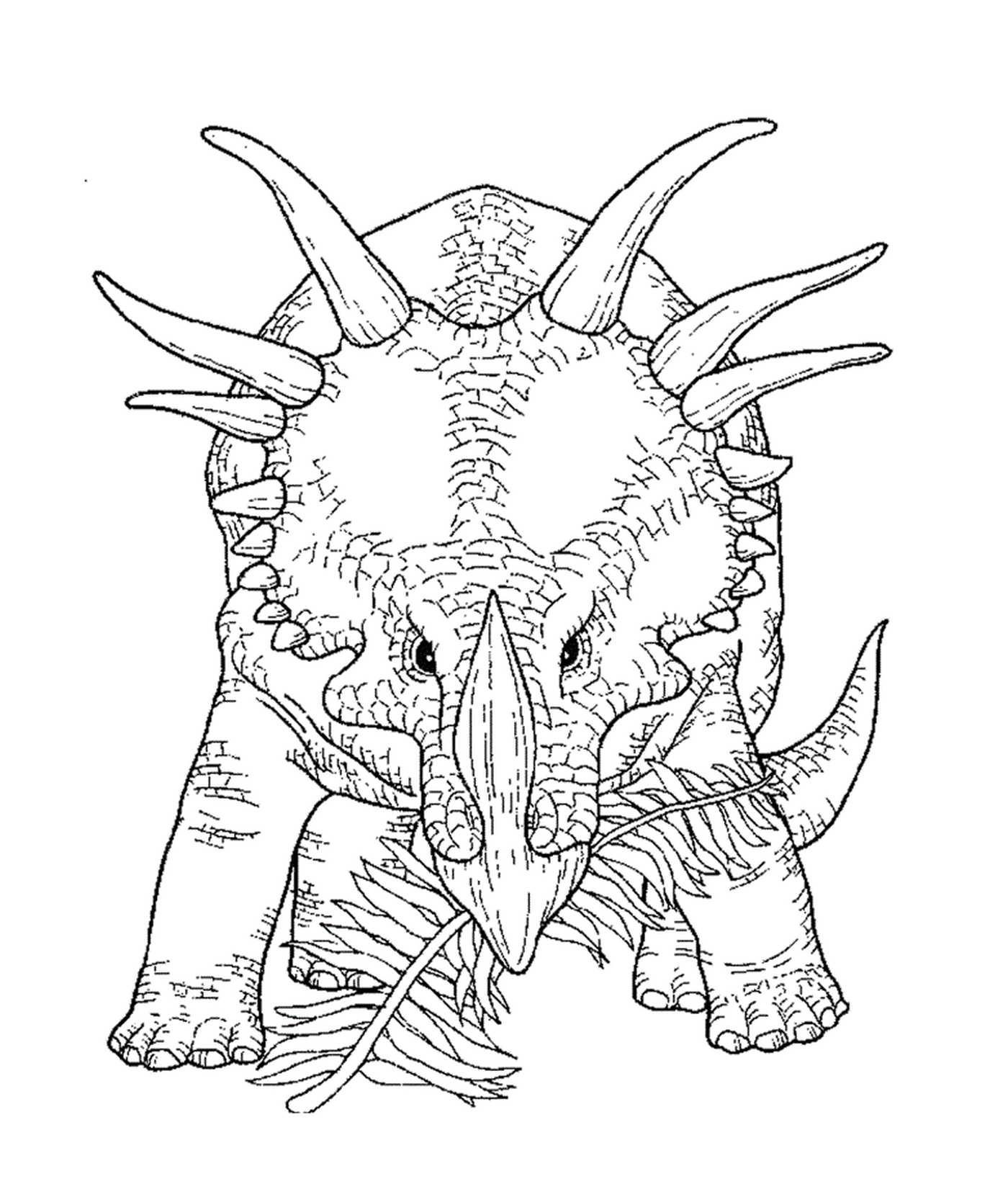   Un tricératops adulte en exposition 