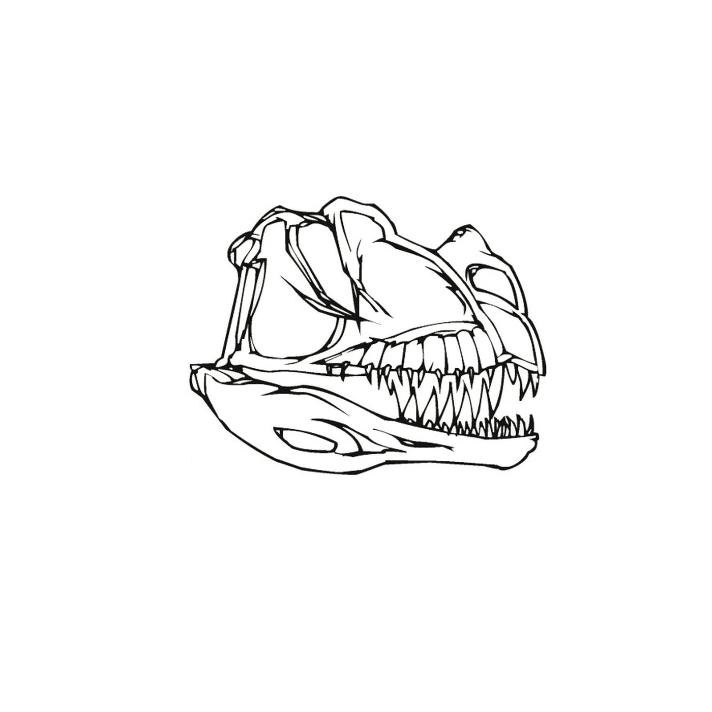   Le crâne d'un dinosaure avec des dents 