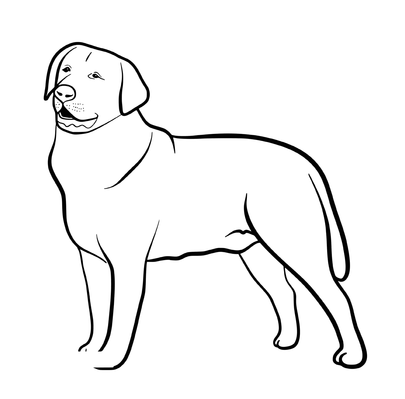   Un chien de race Labrador Retriever 