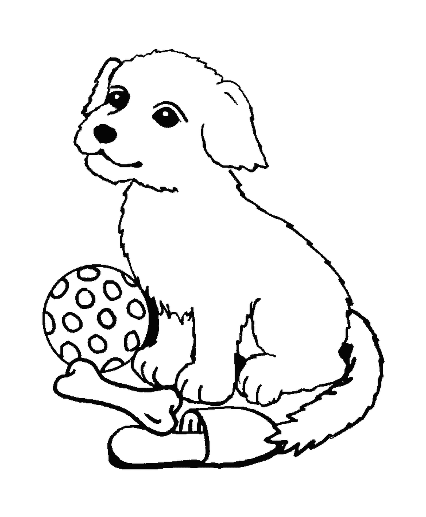   Un top model de chien avec un os et un ballon 