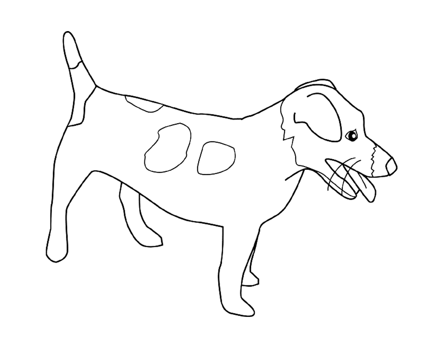   Un jack russell terrier 