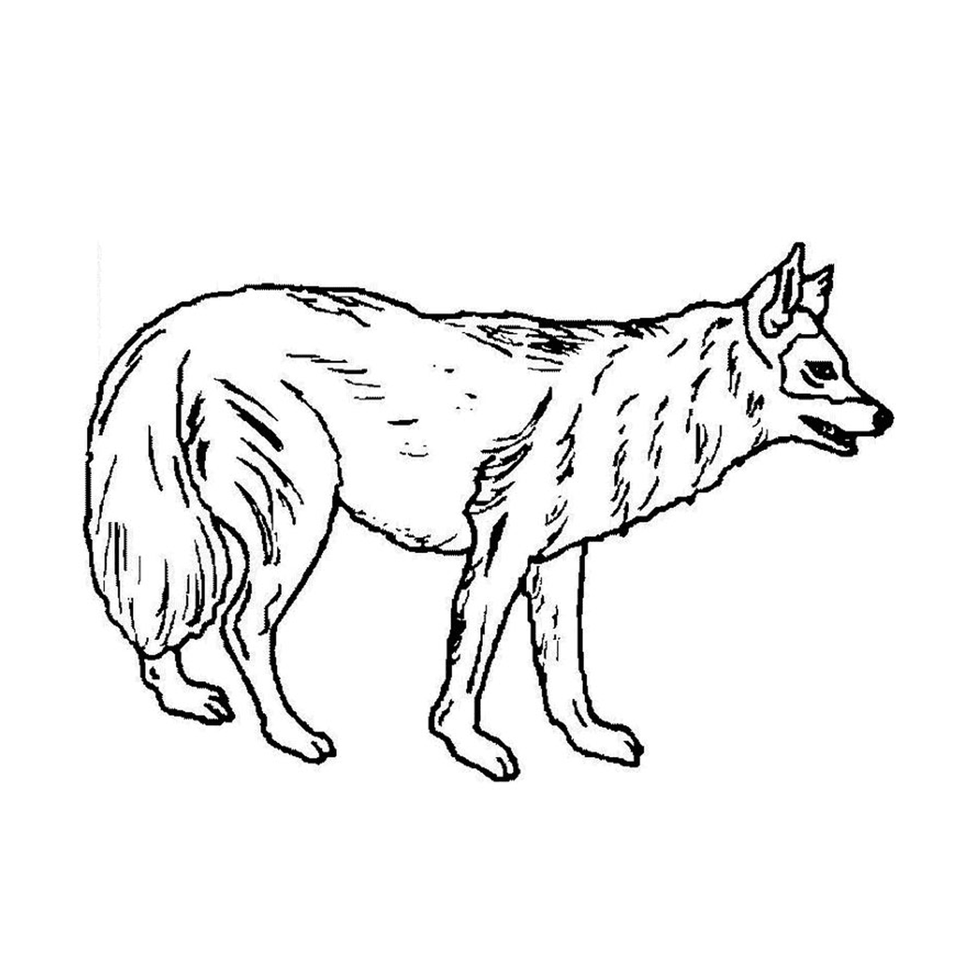   Un chien-loup debout sur ses quatre pattes 