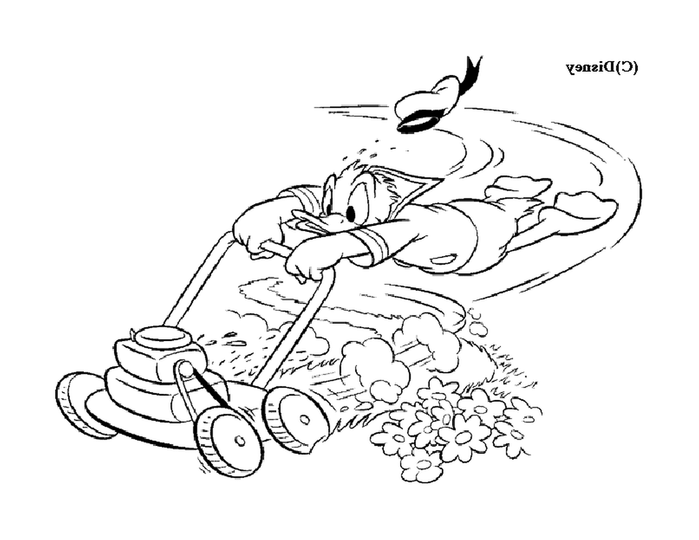   Donald tonde la pelouse avec zèle 