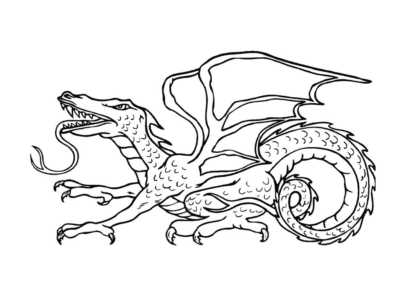   Un dragon adulte 