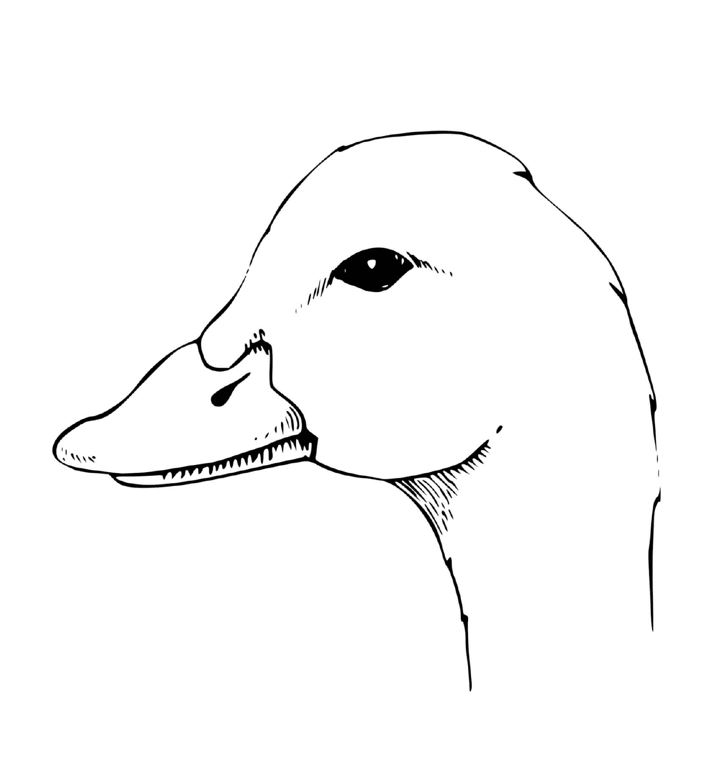   la tête d'un canard 