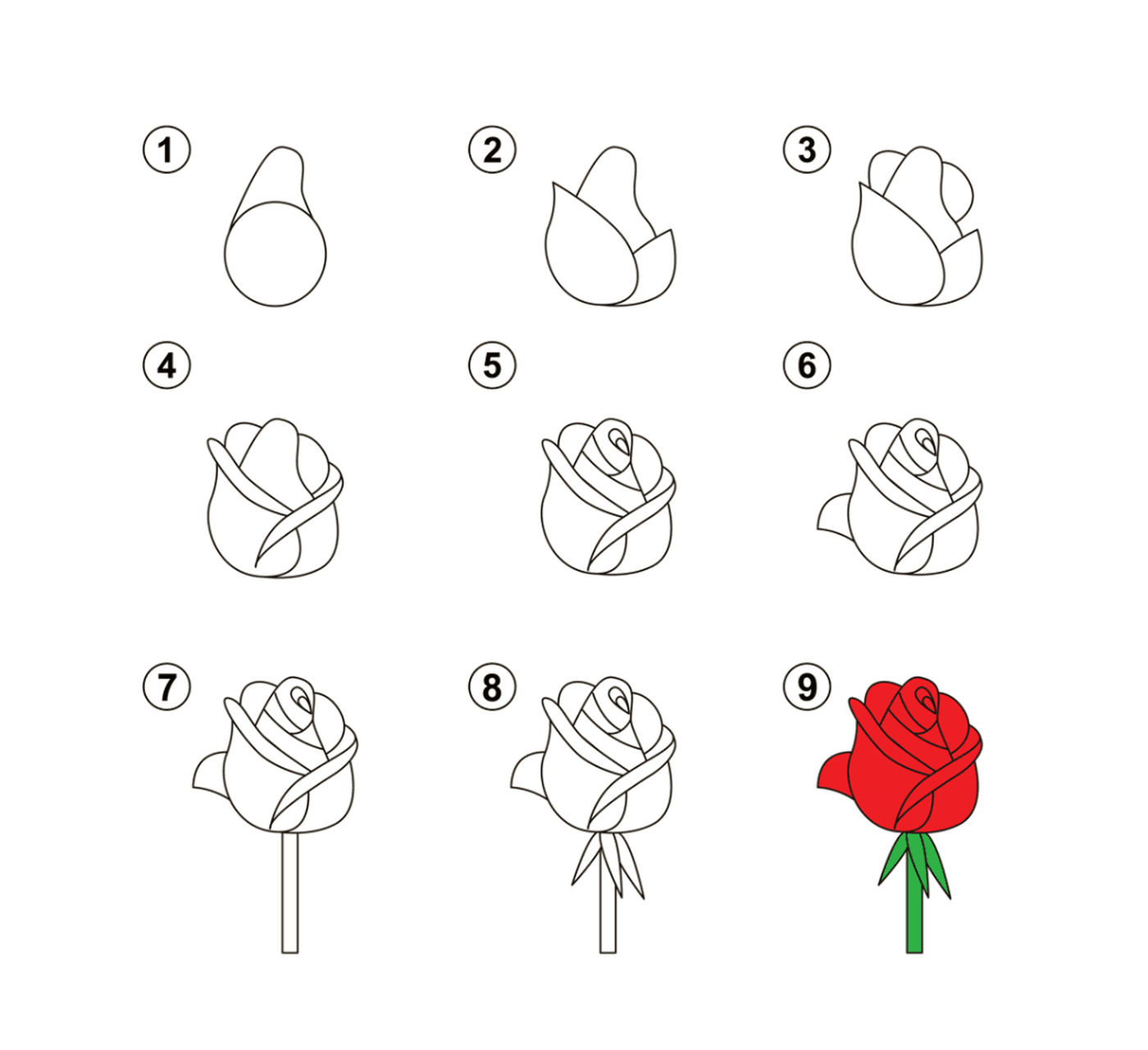   Des instructions étape par étape sur la façon de dessiner une rose 