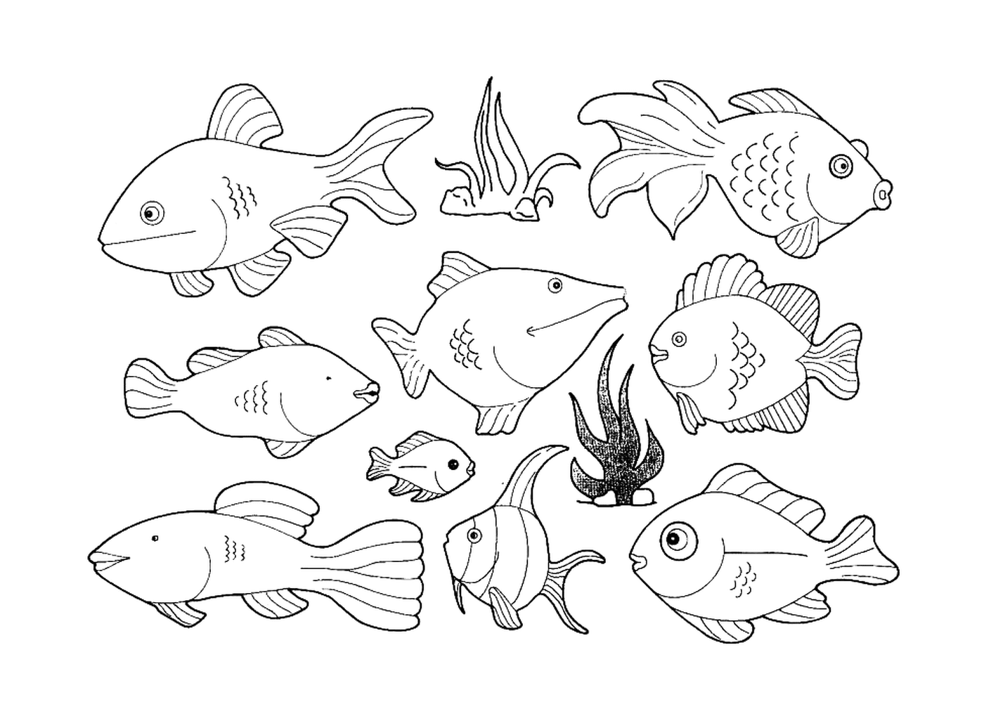   De nombreux types de poissons sur cette page 