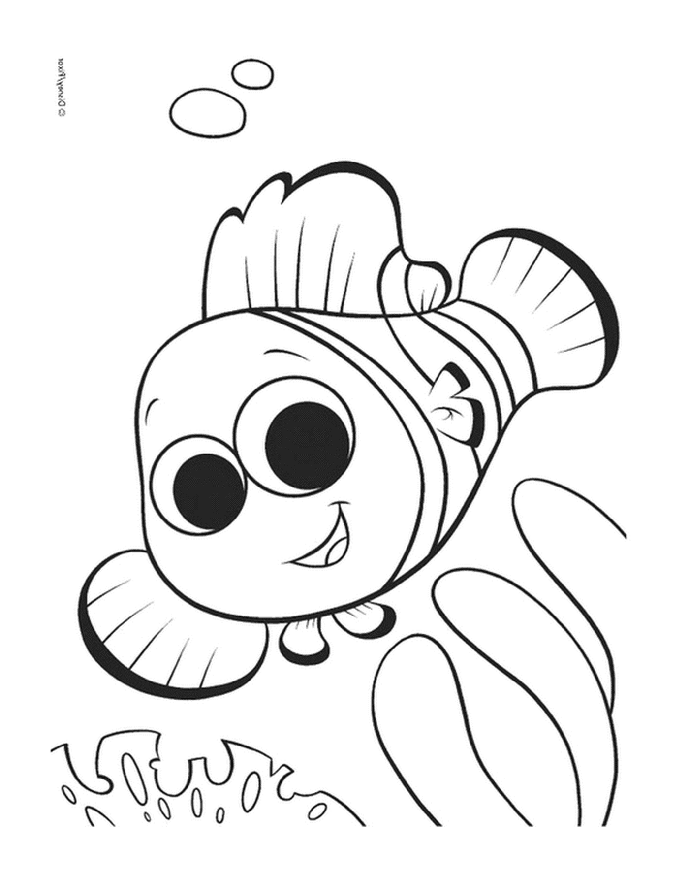   Poisson-clown Nemo 