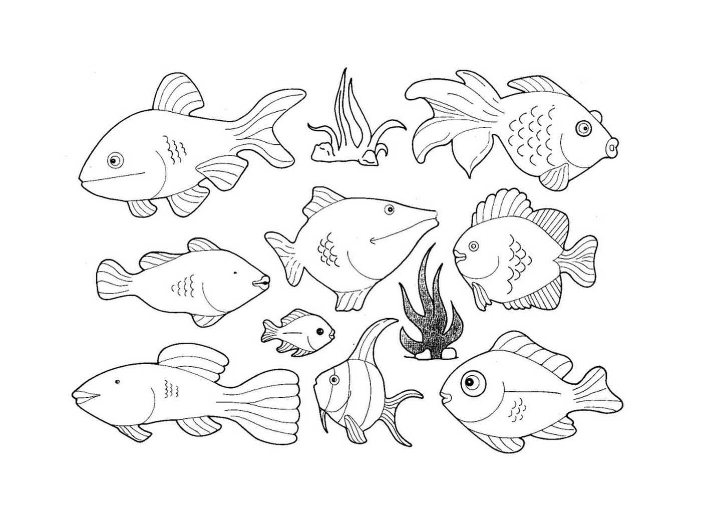   Différents types de poissons sur cette page 