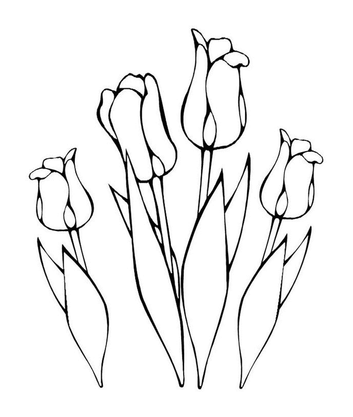   Un bouquet de tulipes dans la terre 