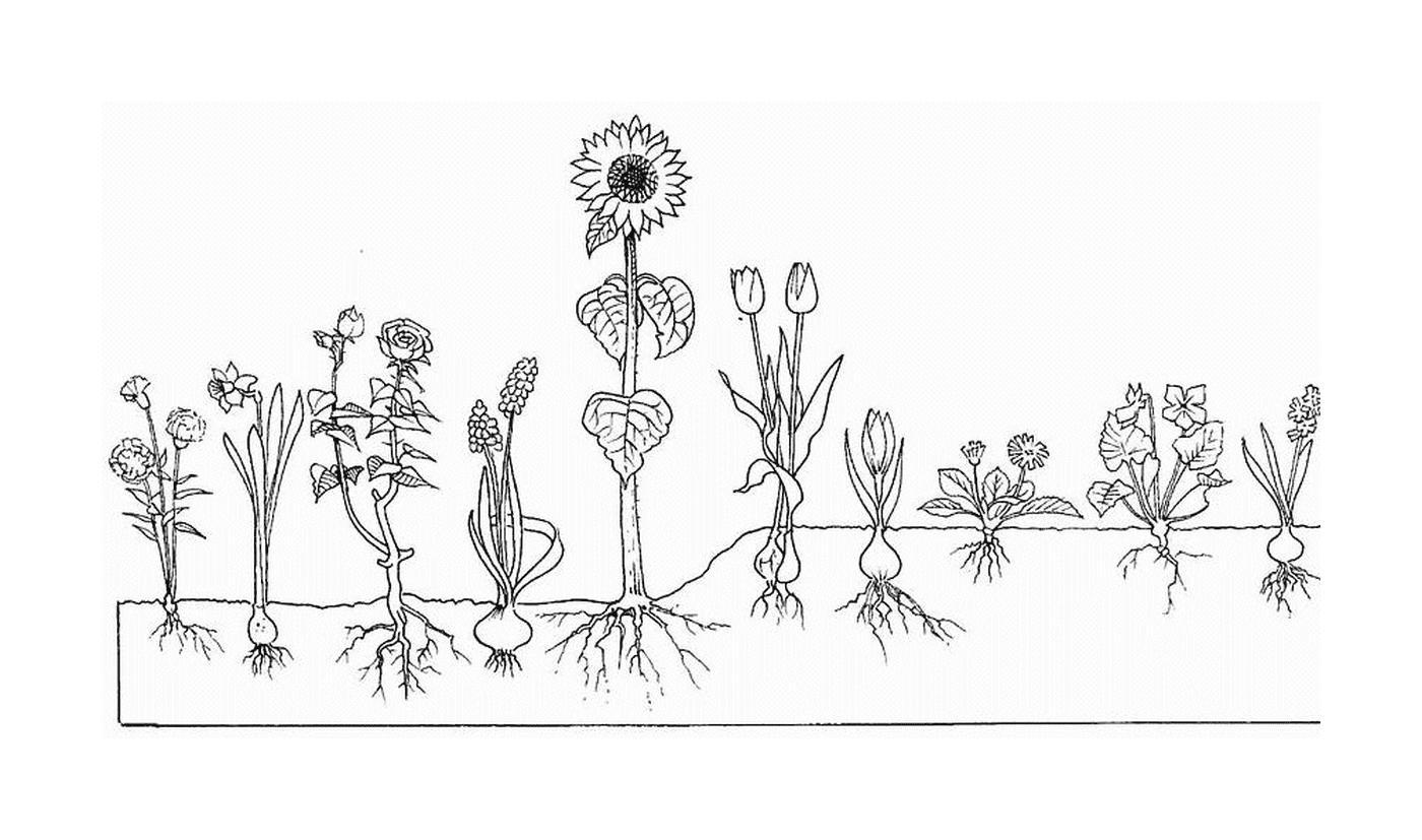  Des plantes avec et sans bulbes