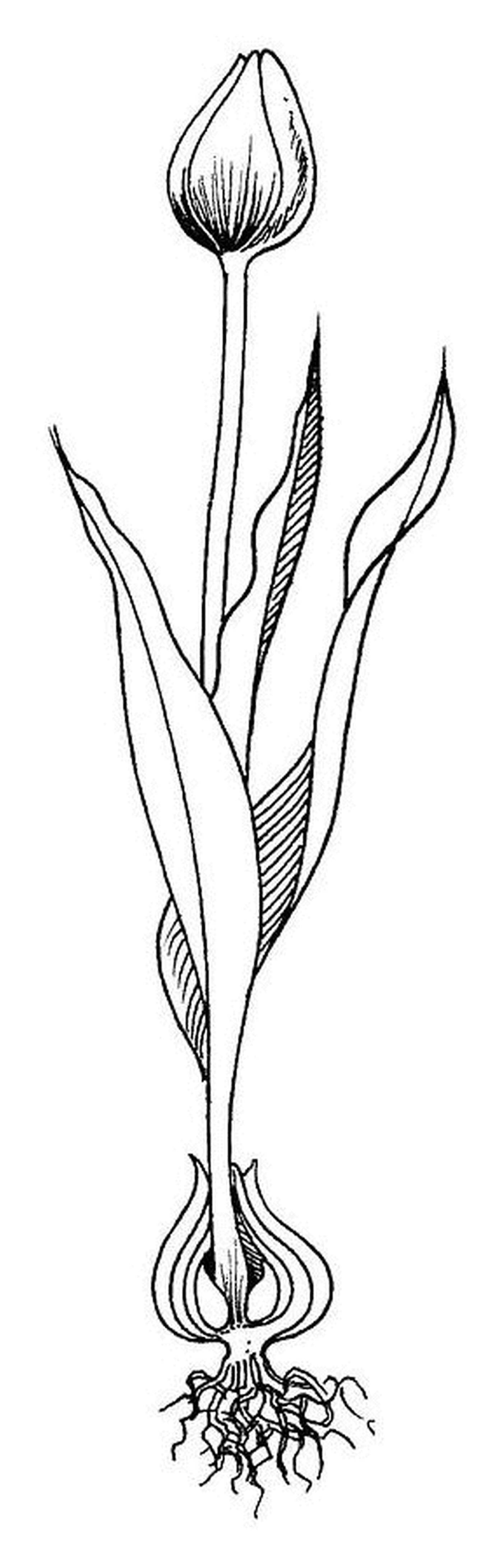   Une tulipe avec sa racine fermée sur une ligne 