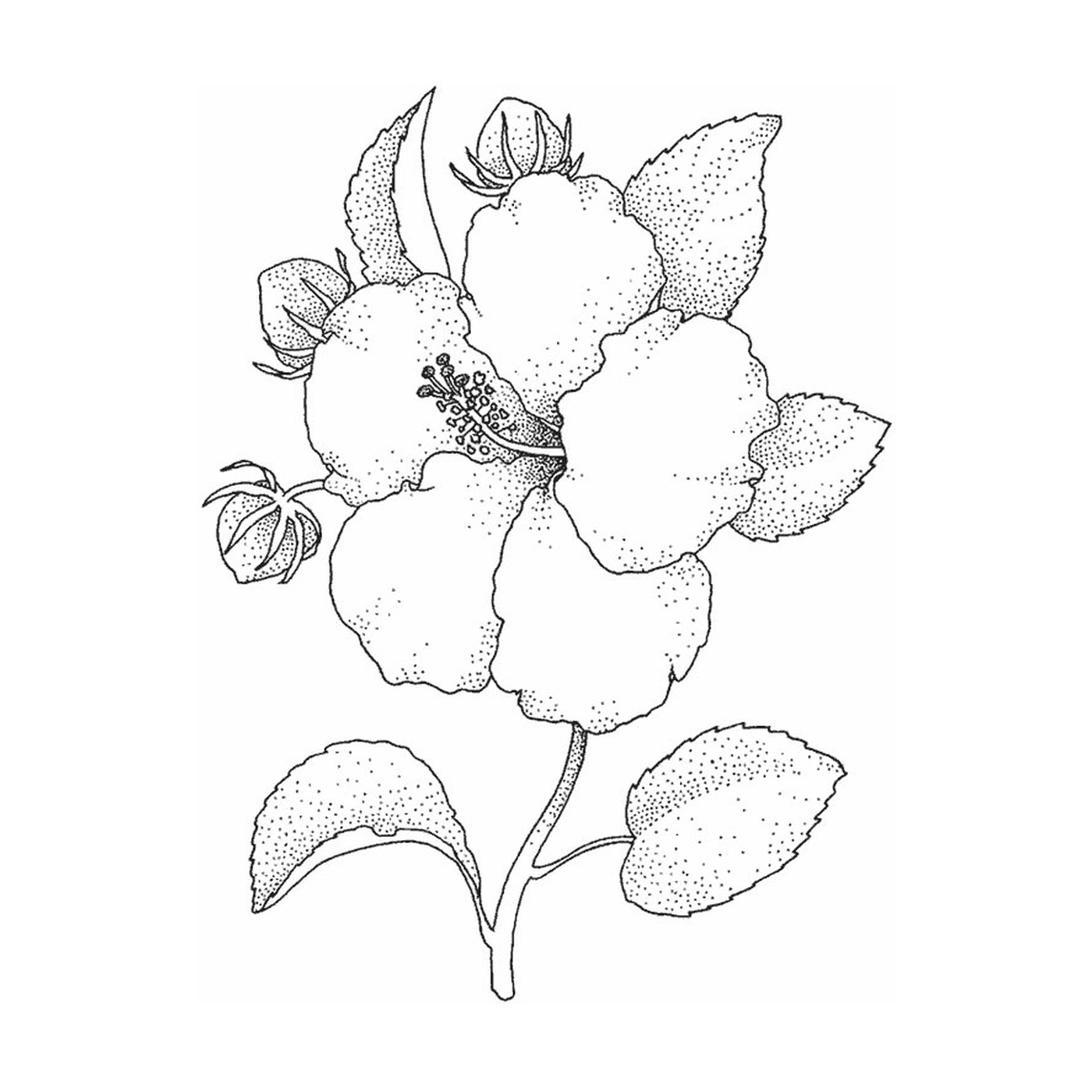   Une fleur d'hibiscus éclatante 