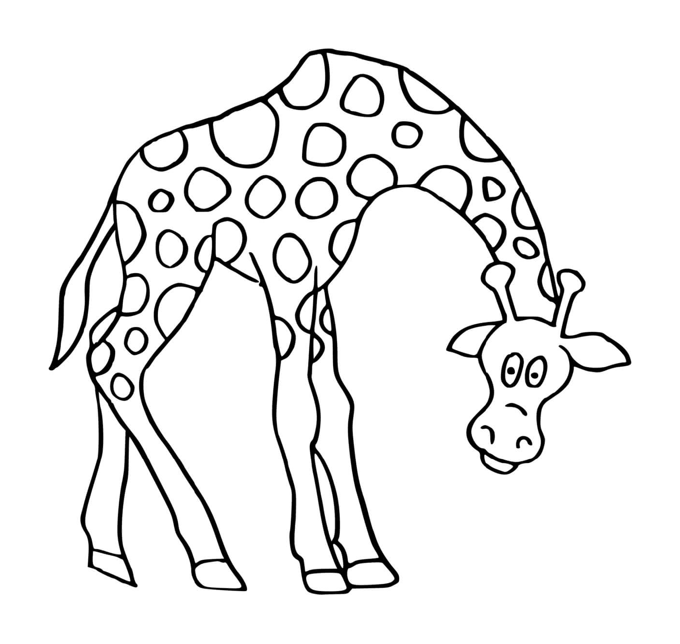   Girafe qui baisse la tête 