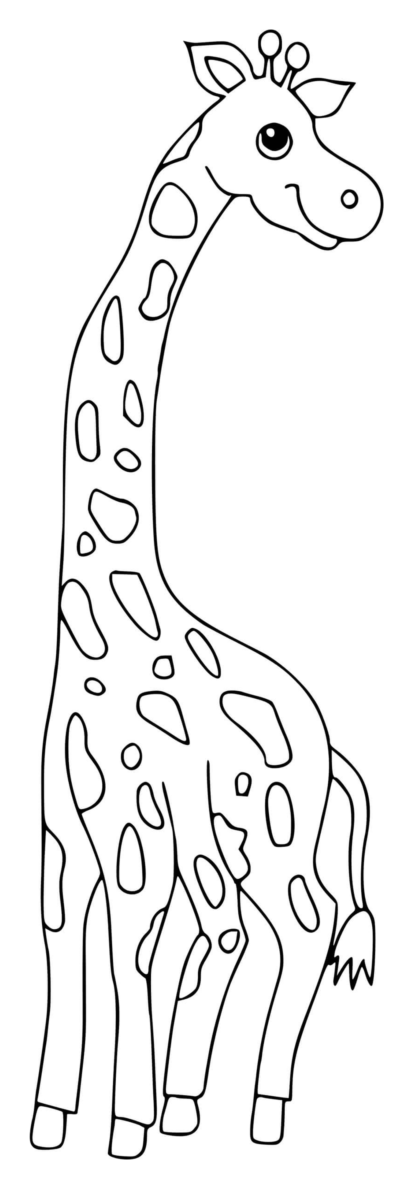   Une grande et majestueuse girafe 