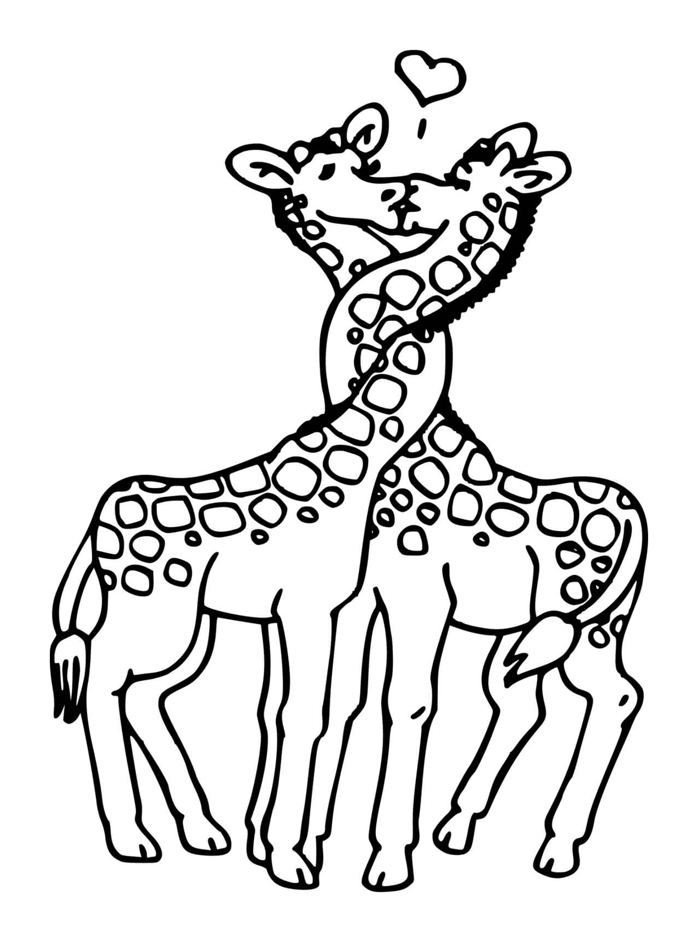  Deux girafes qui s'embrassent 