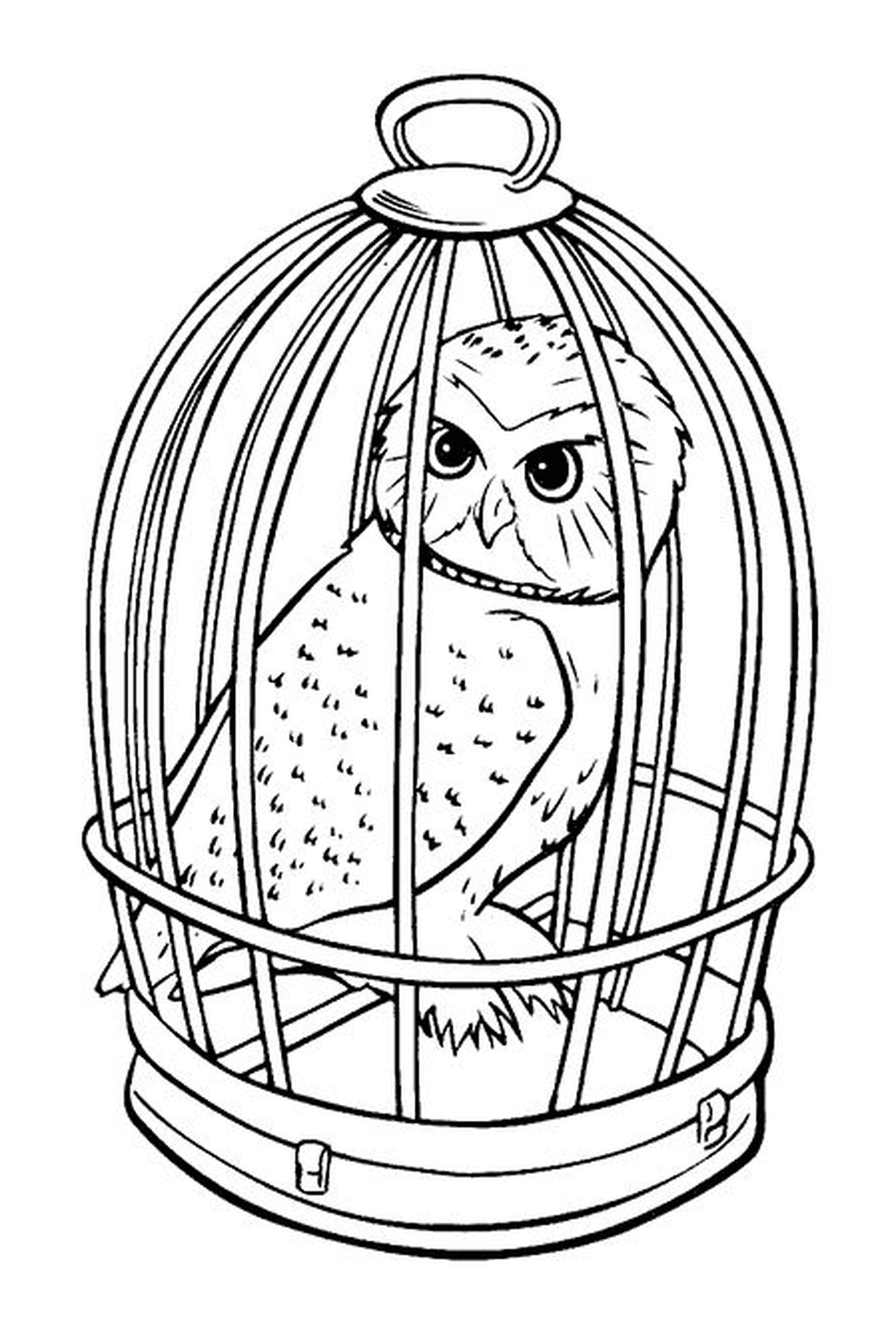   La chouette Hedwige en cage 
