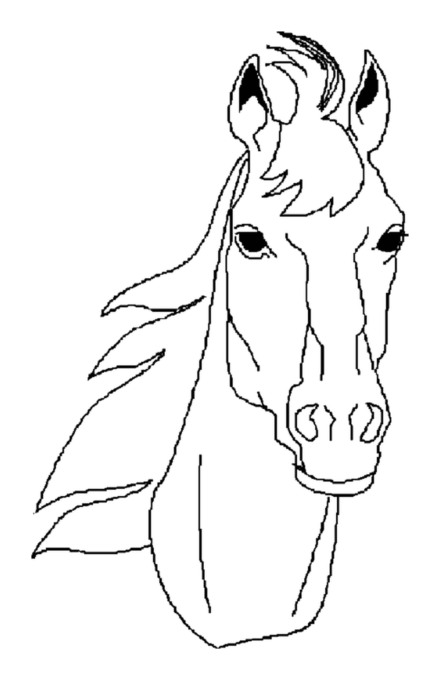   Portrait de face d'une tête de cheval 