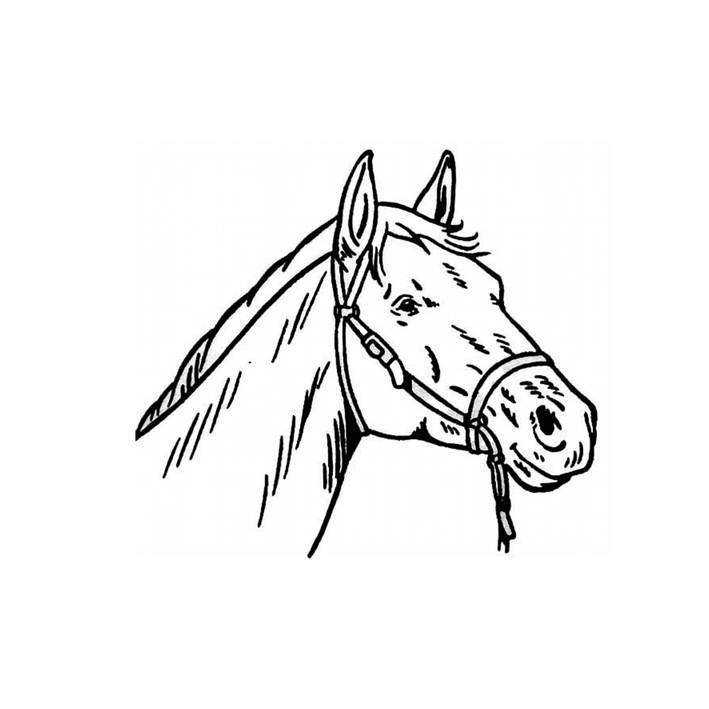   Portrait saisissant d'une tête de cheval 