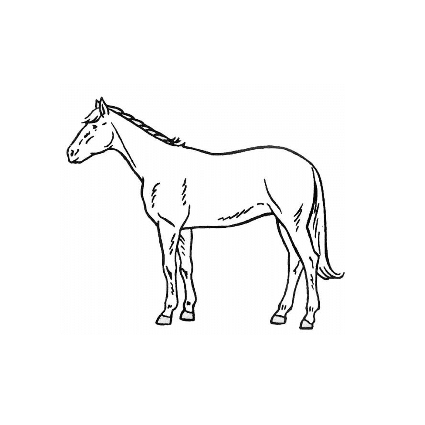   Cheval de trait - Un cheval debout dans un champ 