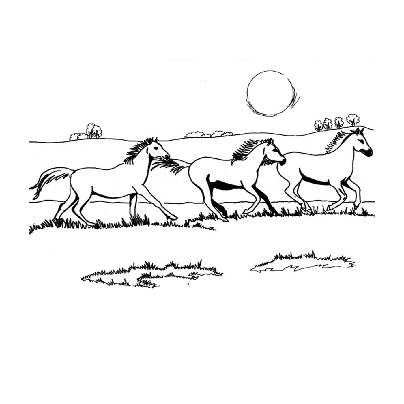   Chevaux au galop - Un groupe de chevaux qui galopent dans un champ 