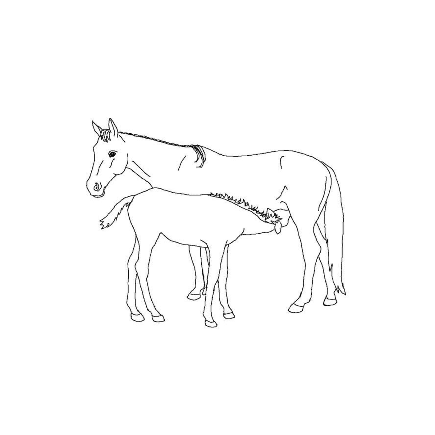   Chevaux poulain - Un cheval et un poulain côte à côte 